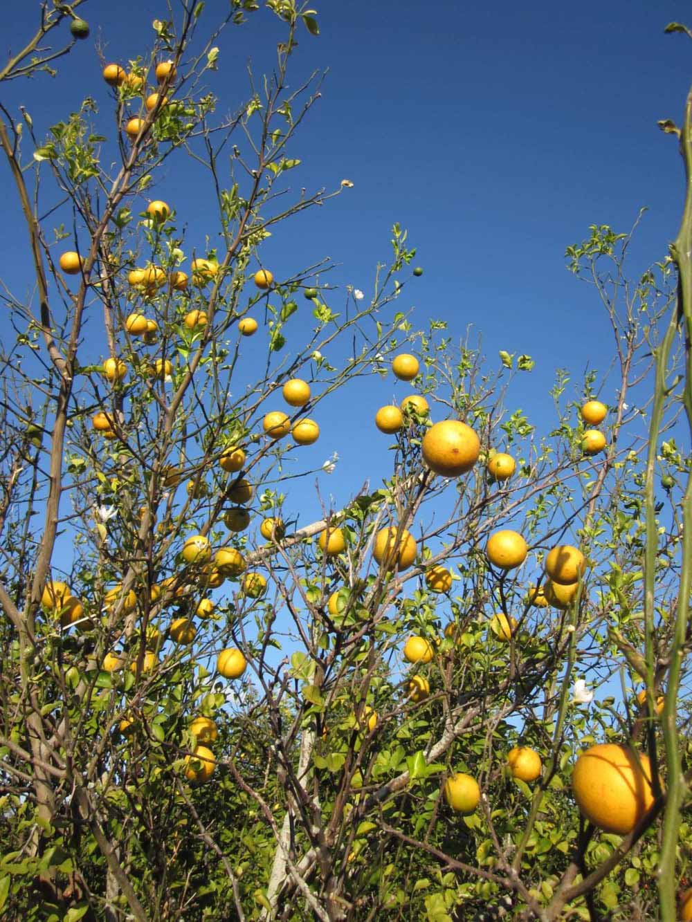            Sun leaves (Winter Haven, FL)   